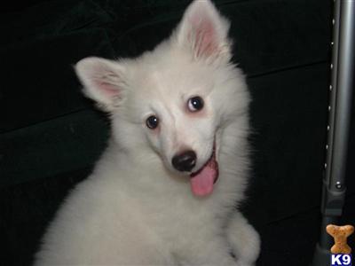 American Eskimo